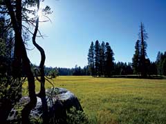Meadow off Kaiser Pass road